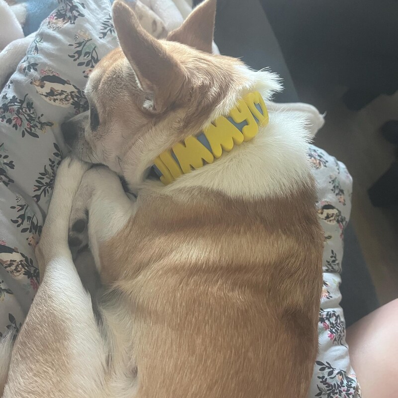 Light-colored dog relaxing in a bright yellow personalized Pupora collar