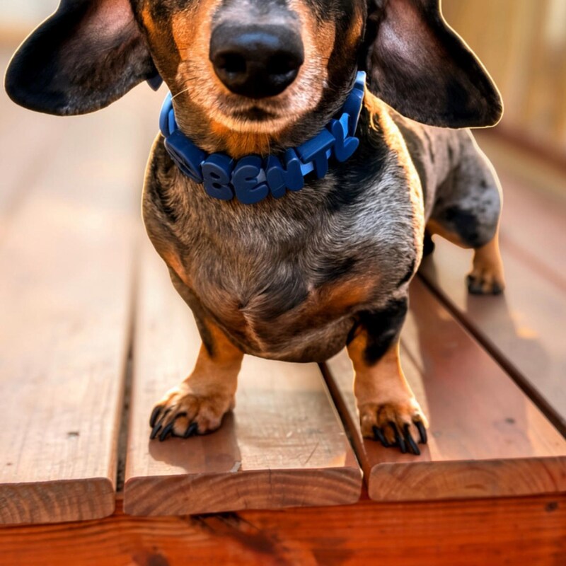 Black dachshund on a wooden deck wearing a navy Pupora collar