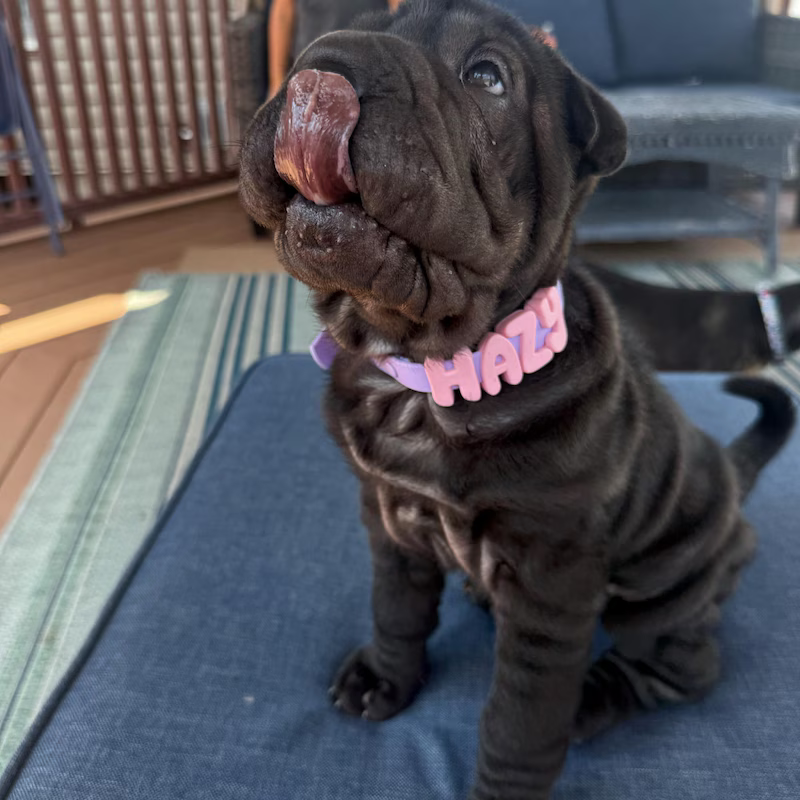 Black Shar-Pei puppy wearing a lavender Pupora collar with pink HAZY letters