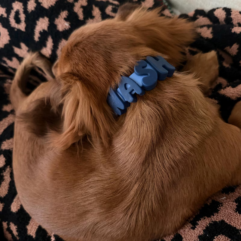 Golden retriever curled up sleeping with a blue MASH Pupora collar
